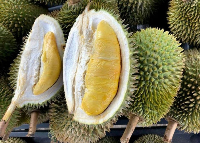 榴梿种植业于马来西亚大为蓬勃。