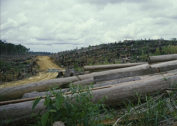 过度开发土地使马来虎无处容身。