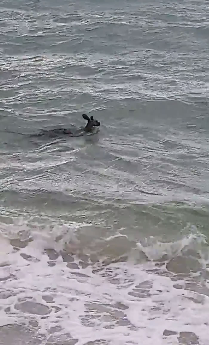 澳洲墨尔本莫宁顿半岛警察勇救落海袋鼠