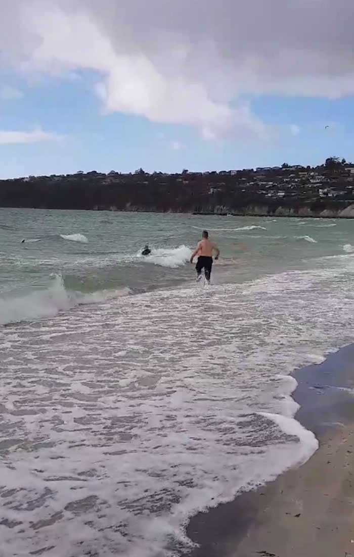 澳洲墨尔本莫宁顿半岛警察勇救落海袋鼠