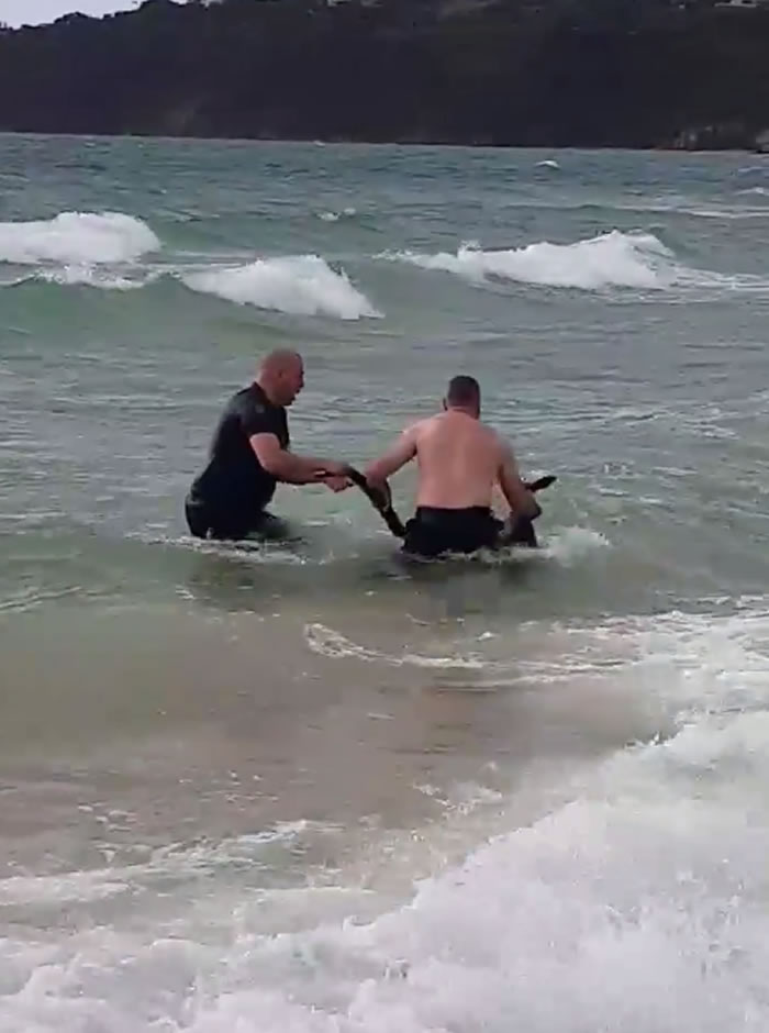 澳洲墨尔本莫宁顿半岛警察勇救落海袋鼠