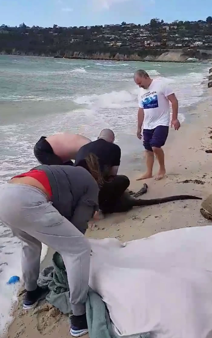 澳洲墨尔本莫宁顿半岛警察勇救落海袋鼠