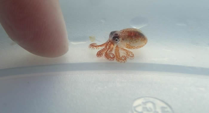 ��ѧ����Ư���������ĵ�����ˮ�������Ͱ�﷢����ֻ�㶹��С���������㱦��