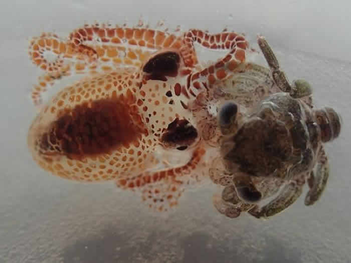 ��ѧ����Ư���������ĵ�����ˮ�������Ͱ�﷢����ֻ�㶹��С���������㱦��