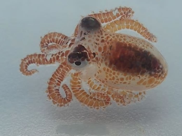 ��ѧ����Ư���������ĵ�����ˮ�������Ͱ�﷢����ֻ�㶹��С���������㱦��