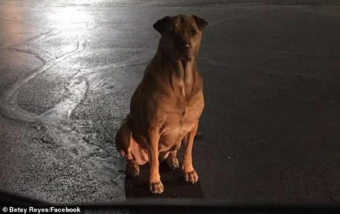 美国俄克拉何马州一只狡猾的狗会装成流浪狗骗途人买汉堡包喂它