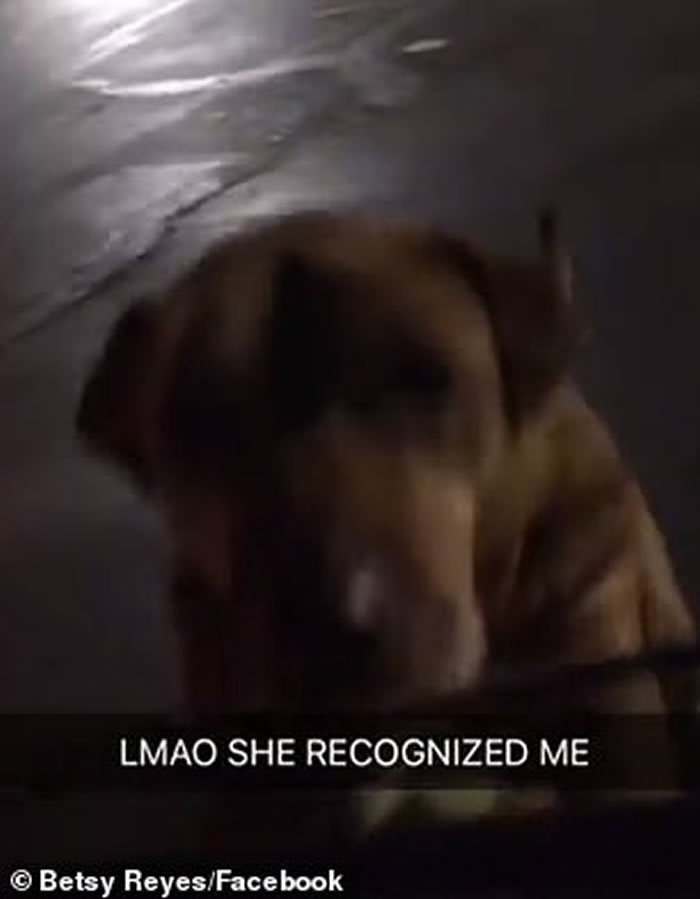 美国俄克拉何马州一只狡猾的狗会装成流浪狗骗途人买汉堡包喂它