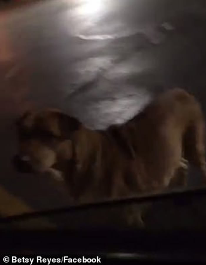 美国俄克拉何马州一只狡猾的狗会装成流浪狗骗途人买汉堡包喂它