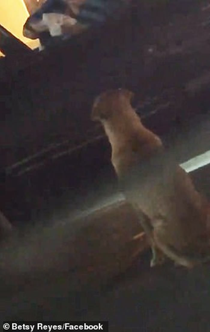 美国俄克拉何马州一只狡猾的狗会装成流浪狗骗途人买汉堡包喂它