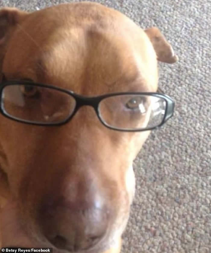 美国俄克拉何马州一只狡猾的狗会装成流浪狗骗途人买汉堡包喂它