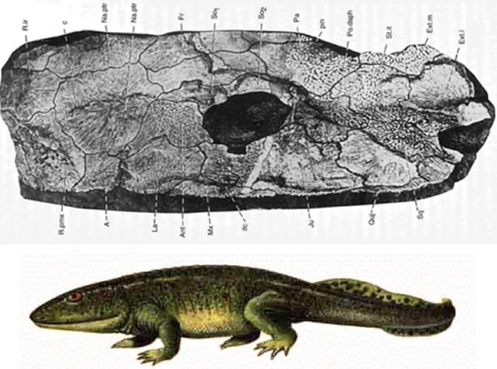 鱼石螈化石和复原图