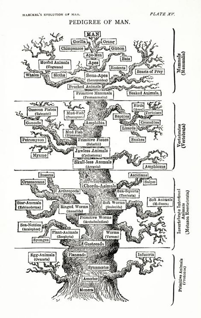 ����ĵ�׷���ߣ��¹��ݻ�����ѧ�Ҷ�˹�أ�������ϣ�������֣��¹�˹�أ����˶���Ernst Heinrich Philipp August Haeckel����������