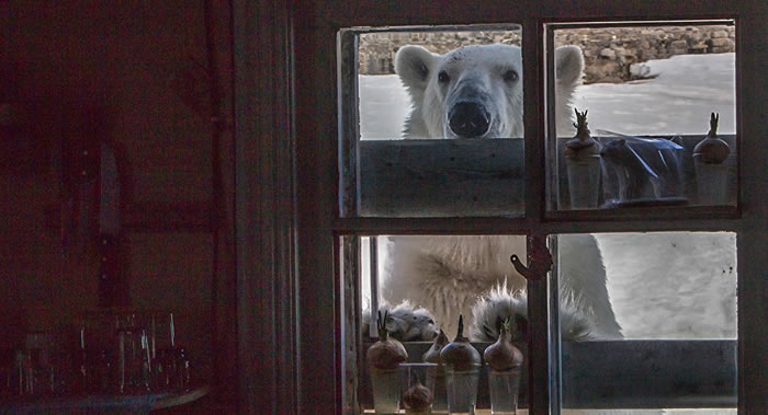 北极熊聚集在楚科奇半岛雷尔开皮镇附近是因为气候变化引起