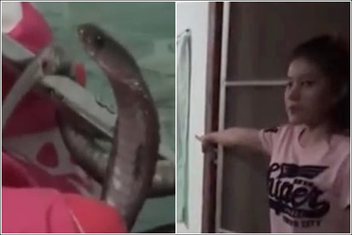 泰国女子玩手机听到狗对床吠叫 打开被窝发现眼镜蛇