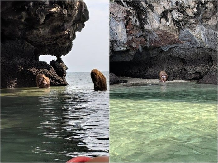 泰国海边惊见“半人半猿”谜样生物 诡异笛声伴奏游客呆住