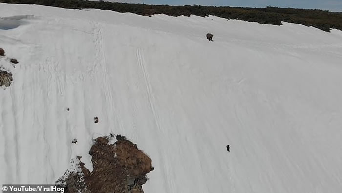 科学家谴责无人机拍摄小熊奋力爬上雪坡网络爆红短片