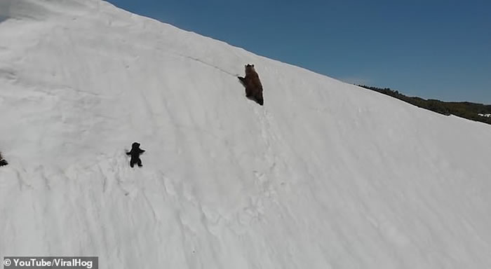 科学家谴责无人机拍摄小熊奋力爬上雪坡网络爆红短片