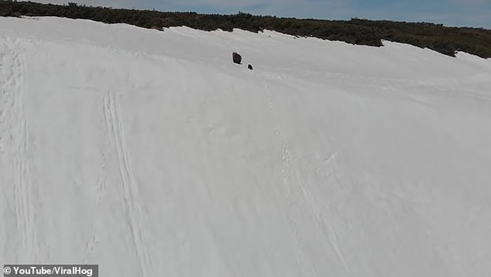 科学家谴责无人机拍摄小熊奋力爬上雪坡网络爆红短片