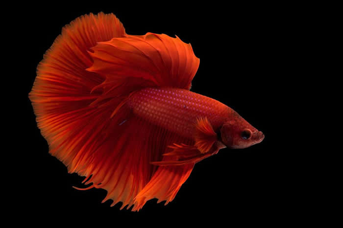 ����곣��̩�����㣨Betta splendens��������ʲ��㣩���Ϊ�ʺ����ֵĳ����㣬��������Ҫ���������ϱ���������Ϊ�ĸ��ࡣ PHOTOGRAPH BY
