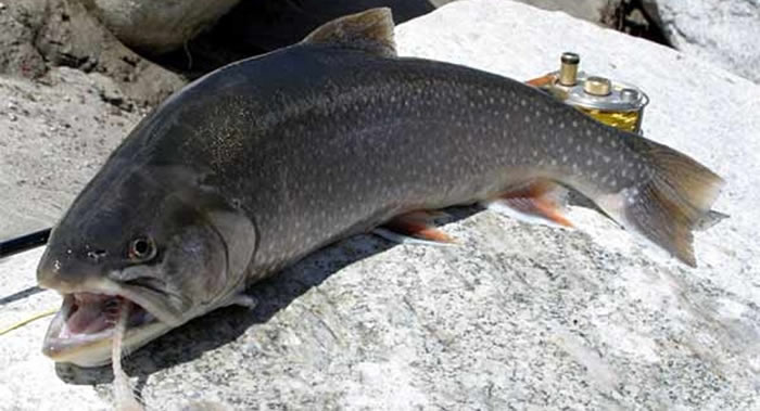 西伯利亚北极地区的红点鲑鱼身上破纪录发现有益健康的OMEGA-3脂肪酸