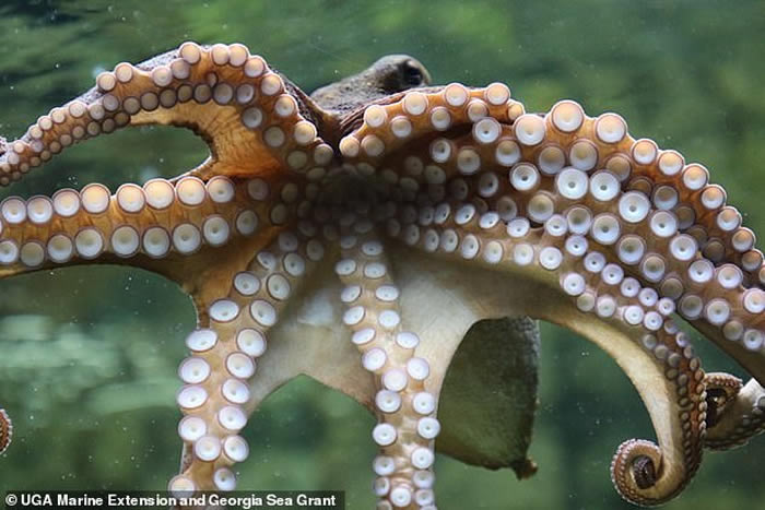 �����������ݺ�������һֻ�����ԡ������������ֻ����