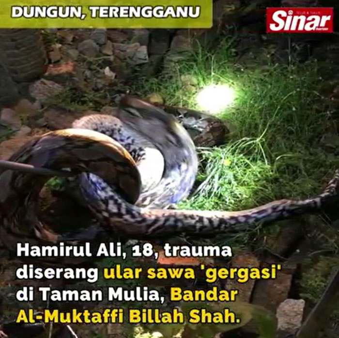马来西亚18岁少年凌晨返家被一条100公斤重的巨蟒缠住