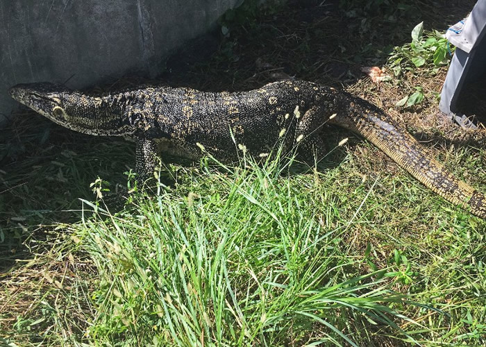 ��ʧ������ˮ���᳤��2.5�ס�