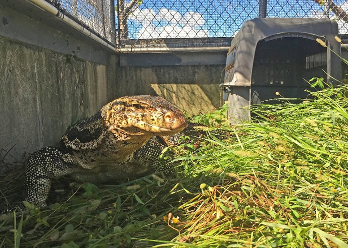 �������������һֻ����ˮ����Ǳ��3�����Ż�����