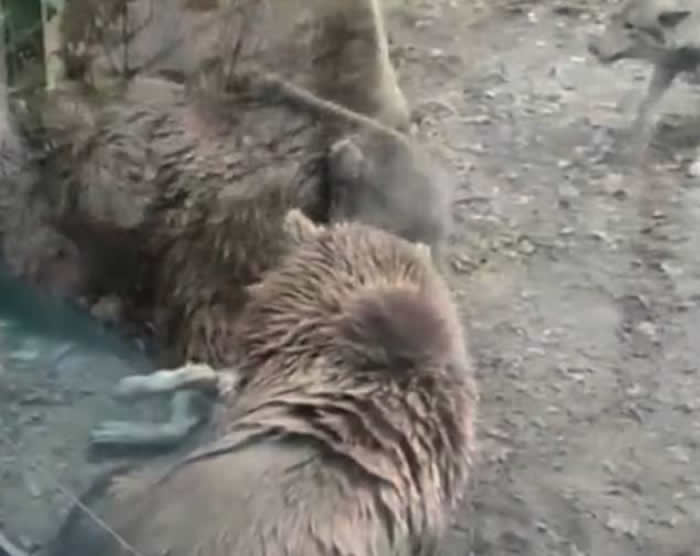 �����׶�������԰4ֻ����ͻȻ���ѻ�����֫�����