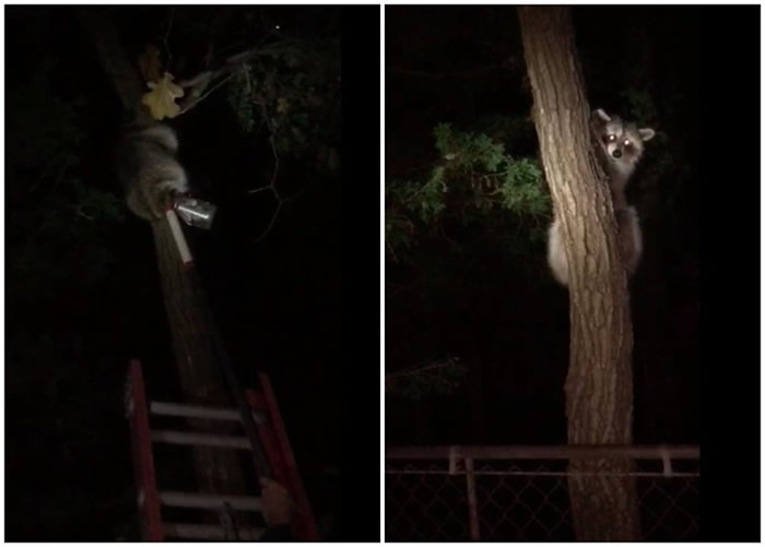 浣熊头卡在花生酱瓶内,幸获救援人员及时解困。