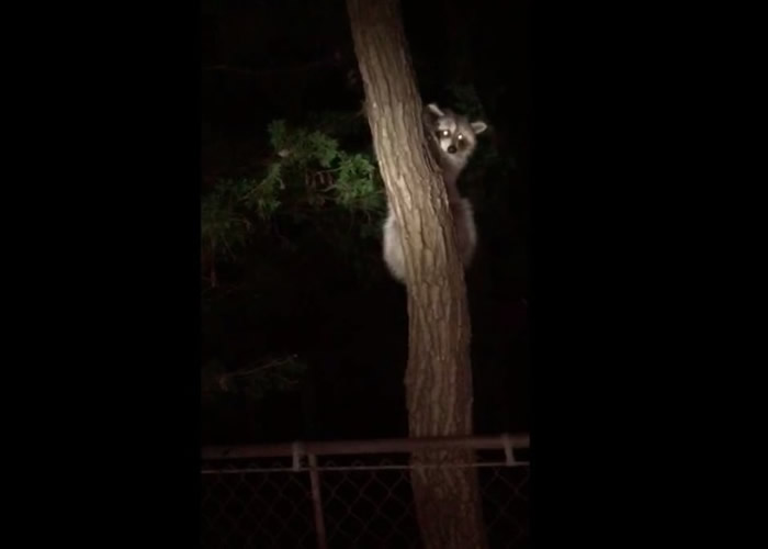 浣熊获救爬到树上回望救命恩人,似是表达谢意。