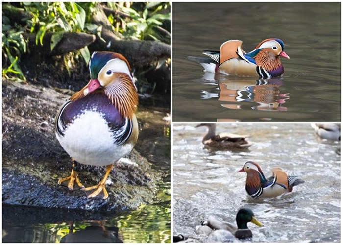 ŦԼ빫԰ʰԧ ԭϢڶ