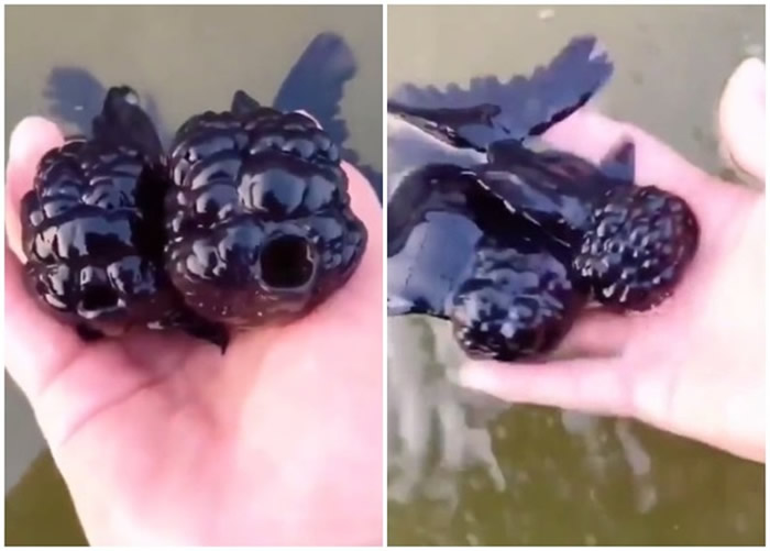 ������ɫʨ��ͷ����է����ȷʵ�е����Ǻ�ݮ��