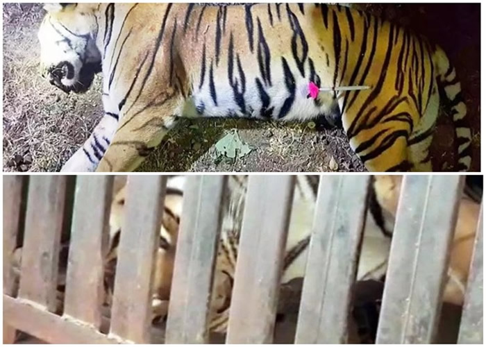 印度马哈拉施特拉邦丛林老虎为患 猎人枪杀后才把麻醉针插在尸体上惹争议