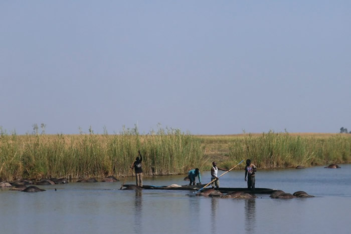 当地渔民在河道上收集水牛尸体。