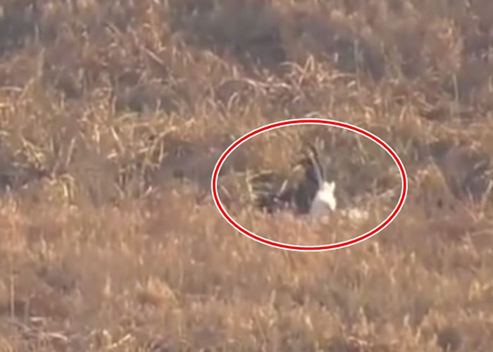 �����к�Ӧ�����صĶ������٣��ڲݶ��п��������