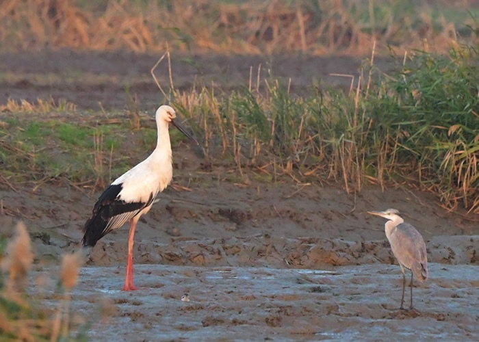 �������ٱ��й���һ����������ִ�3000ֻ���ҡ�