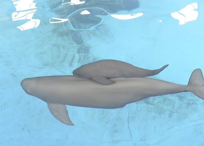 ��������Σ���֡�