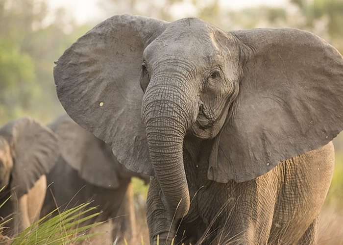 Īɣ�ȿ��в��ٴ����ٳ���������