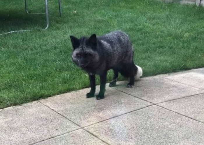 Ӣ���񿤰�������ӻ�԰���ּ�Ϊ����������