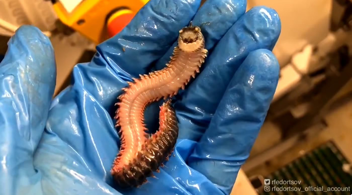 俄罗斯摩尔曼斯克渔夫Роман Федорцов分享捕获的“诡异海怪”