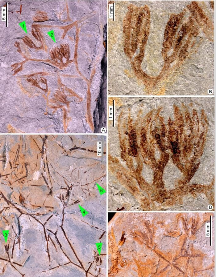 �����������������������Ҷ��ֲ��