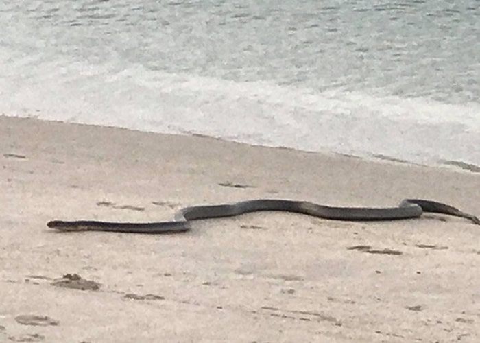 泰国苏梅岛被困眼镜王蛇挨饿多天 奋身渡海泳吓坏岸边母女