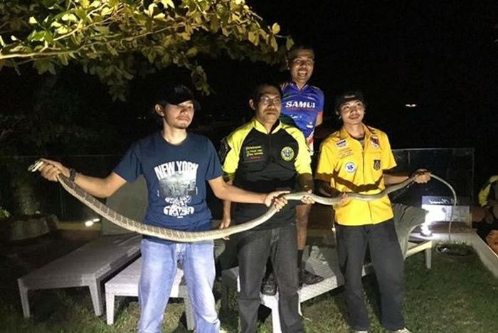 泰国苏梅岛被困眼镜王蛇挨饿多天 奋身渡海泳吓坏岸边母女