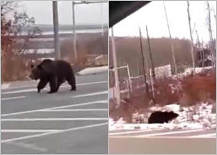 һֻ������ǰ��·�ϡ���ҡ��ڡ��ⲽ����ͼ����������������ʧ��ǰ����ͼ����