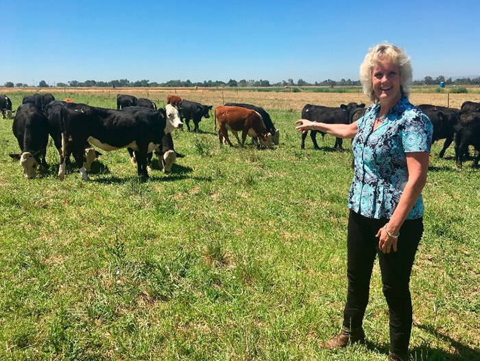 加大戴维斯分校研发出没有角的牛只。