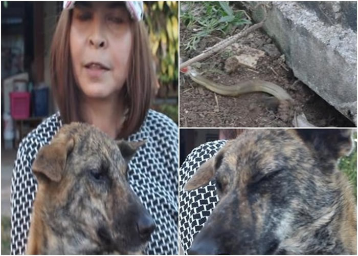 泰国乌隆府忠心小狗为保护主人与眼镜蛇搏斗 双眼中毒液恐会失明