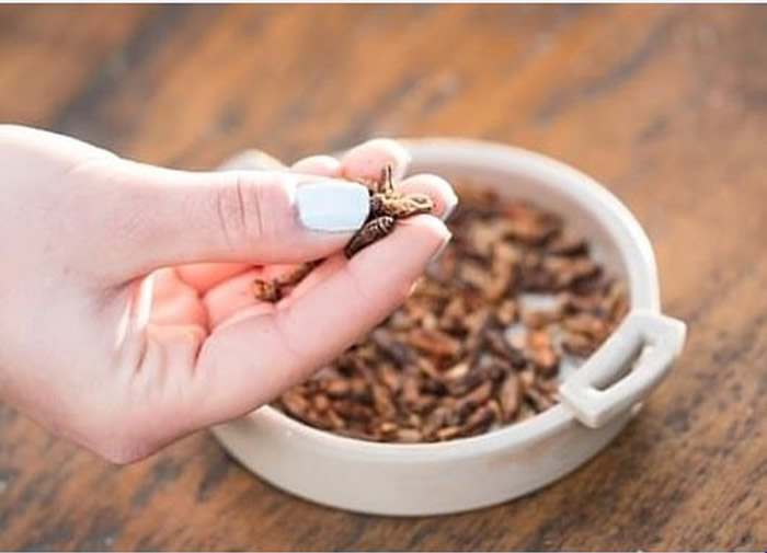 Ӣ�������Ƴ���ʳ�󰡣