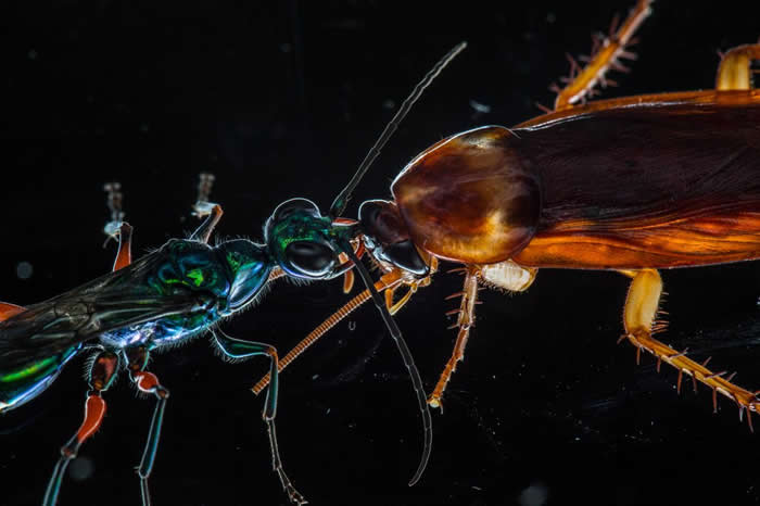 һоʾȺֿбͷ䡣 emerald cockroach wasp PHOTOGRAPH BY ANAND