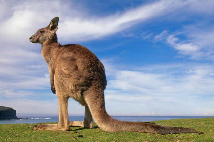 һҲ⣬ǰ÷ʹҹ԰Murramarang National ParkֻҴgray kangarooǴɱ